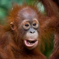 Portrait of a baby orangutan. Close-up. Indonesia. The island of Kalimantan Borneo.