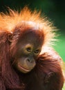 Portrait of a baby orangutan. Close-up. Indonesia. The island of Kalimantan Borneo. Royalty Free Stock Photo