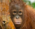 Portrait of a baby orangutan. Close-up. Indonesia. The island of Kalimantan Borneo. Royalty Free Stock Photo