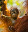 Portrait of a baby orangutan. Close-up. Indonesia. The island of Kalimantan Borneo. Royalty Free Stock Photo