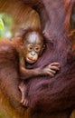 Portrait of a baby orangutan. Close-up. Indonesia. The island of Kalimantan Borneo.