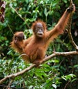 Portrait of a baby orangutan. Close-up. Indonesia. The island of Kalimantan (Borneo). Royalty Free Stock Photo