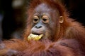 Portrait of a baby orangutan. Close-up. Indonesia. The island of Kalimantan (Borneo). Royalty Free Stock Photo