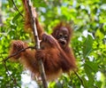 Portrait of a baby orangutan. Close-up. Indonesia. The island of Kalimantan (Borneo). Royalty Free Stock Photo