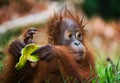 Portrait of a baby orangutan. Close-up. Indonesia. The island of Kalimantan (Borneo). Royalty Free Stock Photo