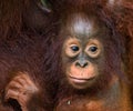 Portrait of a baby orangutan. Close-up. Indonesia. The island of Kalimantan (Borneo). Royalty Free Stock Photo