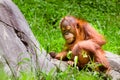 Portrait of baby orangutan Royalty Free Stock Photo