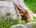 Portrait of baby orangutan Royalty Free Stock Photo