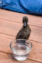 Portrait of baby pet Cayuga duck standing tall looking at a bowl of water