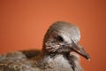 Portrait of a Baby Pigeon