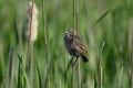 Portrait of a baby red-winged blackbird bird perched on a twig Royalty Free Stock Photo