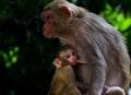 Portrait of a Baby Rhesus Macaque Monkey drinking mothers milk under the tree