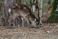 Sika deer cervus nippon Royalty Free Stock Photo
