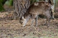 Sika deer cervus nippon Royalty Free Stock Photo