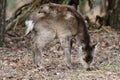 Sika deer cervus nippon Royalty Free Stock Photo