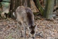 Sika deer cervus nippon Royalty Free Stock Photo