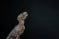 Portrait of a baby tyrannosaurus rex on black background