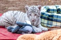 Portrait of a baby white tiger with plushes Royalty Free Stock Photo