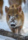 Portrait baby wild pig in forest with snow. Wild boar, Sus scrofa, in wintery day. Wildlife scene from nature Royalty Free Stock Photo