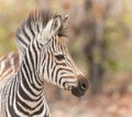 Portrait of a baby zebra in Kruger National Park South Africa Royalty Free Stock Photo