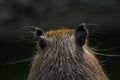 portrait of the back of the head of a capibara with brown hair