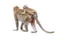 Portrait back side view Macaca, Brown baby monkey on mother monkey\'s back, Family ties cute, warm, safe and moving forward.