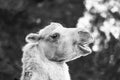 Portrait of a Bactrian camel. Animal in close-up