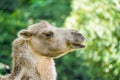 Portrait of a Bactrian camel. Animal in close-up