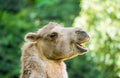 Portrait of a Bactrian camel. Animal in close-up