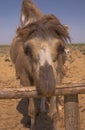 Portrait of a Bactrian camel in Kazakhstan