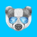 Portrait of Badger with mirror sunglasses.