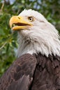 Portrait Of A Bald Eagle Royalty Free Stock Photo