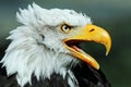 Portrait of a Bald Eagle against a dark green background