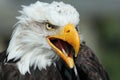 Portrait of a Bald Eagle against a dark green background Royalty Free Stock Photo