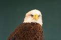 Portrait of a Bald Eagle Blinking Royalty Free Stock Photo