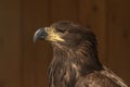 Portrait of a bald eagle - a cub has an unpainted head. The background is brown wood Royalty Free Stock Photo