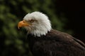 Portrait of a Bald Eagle with dark green background Royalty Free Stock Photo