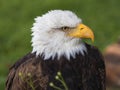 Portrait Bald Eagle Royalty Free Stock Photo