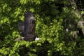 Portrait of a bald Eagle flying Royalty Free Stock Photo