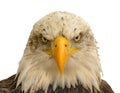 Portrait of an bald eagle front white background Royalty Free Stock Photo