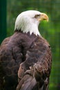 Portrait of a bald Eagle Royalty Free Stock Photo