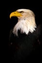 Portrait Bald eagle, Haliaeetus leucocephalus, on the black background Royalty Free Stock Photo