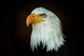 Portrait Bald eagle, Haliaeetus leucocephalus, on the black background Royalty Free Stock Photo