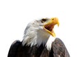 Portrait of a Bald Eagle Haliaeetus Leucocephalus Royalty Free Stock Photo