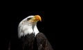 Portrait of a Bald Eagle Haliaeetus Leucocephalus Royalty Free Stock Photo