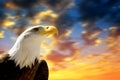 Portrait of a Bald Eagle Haliaeetus Leucocephalus