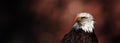 Portrait of Bald eagle Haliaeetus leucocephalus, Wild proud bird, Symbol of America