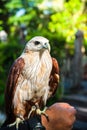 Portrait of a bald eagle on the hand