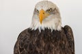 Portrait of a bald eagle isolated aginst a white backgroud Royalty Free Stock Photo