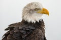 Portrait of a bald eagle isolated aginst a white backgroud Royalty Free Stock Photo